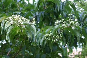 ГЕПТАКОДИУМ, ОСЕННЯЯ СИРЕНЬ, МИРТ СЕВЕРНЫЙ 