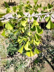 ГИНКГО БИЛОБА 