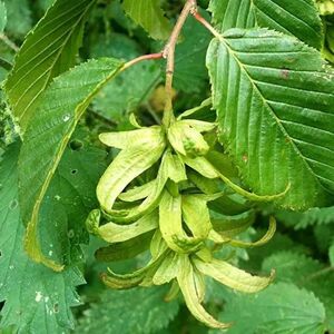 ГРАБ КАВКАЗСКИЙ 