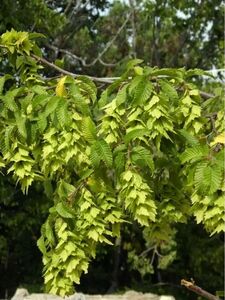 ГРАБ КАВКАЗСКИЙ 