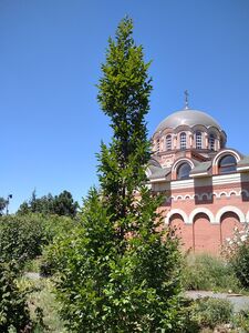 ГРАБ КАВКАЗСКИЙ 