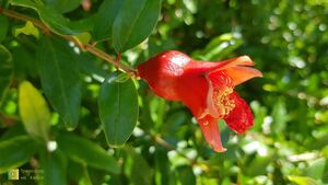 ГРАНАТ ОБЫКНОВЕННЫЙ