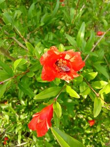 ГРАНАТ ОБЫКНОВЕННЫЙ