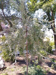 ГРУША ЛОХОЛИСТНАЯ 