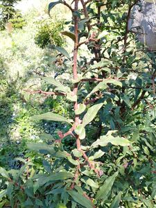 ХЕНОМЕЛЕС КИТАЙСКИЙ, АЙВА КИТАЙСКАЯ