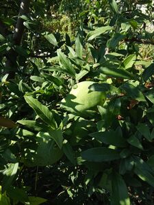 ХЕНОМЕЛЕС КИТАЙСКИЙ, АЙВА КИТАЙСКАЯ