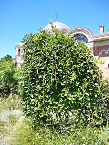 ИВА КОЗЬЯ, БРЕДИНА, РАКИТА