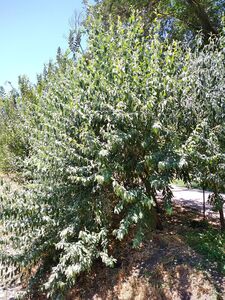 ИВА КОЗЬЯ, БРЕДИНА, РАКИТА