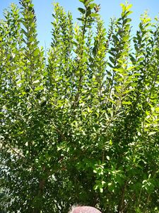 ИВА КОЗЬЯ, БРЕДИНА, РАКИТА