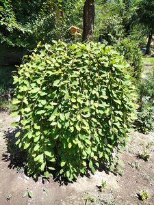 ИВА КОЗЬЯ, БРЕДИНА, РАКИТА