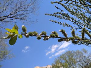 ИВА КОЗЬЯ, БРЕДИНА, РАКИТА