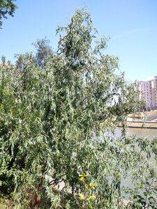 ИВА МАТСУДЫ, ИЗВИЛИСТАЯ ИВА