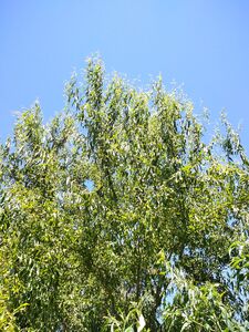 ИВА МАТСУДЫ, ИЗВИЛИСТАЯ ИВА