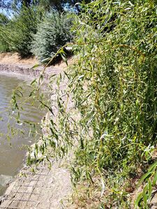 ИВА МАТСУДЫ, ИЗВИЛИСТАЯ ИВА