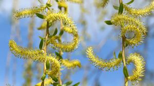 ИВА ВАВИЛОНСКАЯ, ИВА ПЛАКУЧАЯ (SALIX BABYLONICA)