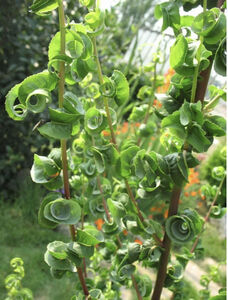 ИВА ВАВИЛОНСКАЯ «КРИСПА»