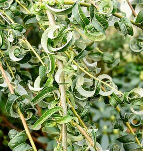 ИВА ВАВИЛОНСКАЯ «КРИСПА»