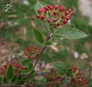 КАЛИНА БЕРКВУДА