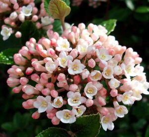 КАЛИНА БЕРКВУДА