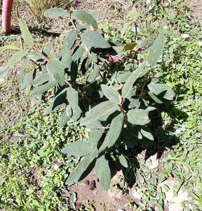 КАЛИНА МОРЩИНИСТОЛИСТНАЯ 