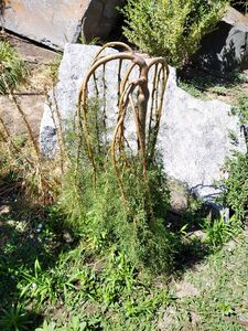 КАРАГАНА ДРЕВОВИДНАЯ, ЖЕЛТАЯ АКАЦИЯ