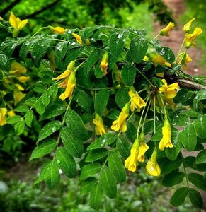 КАРАГАНА ДРЕВОВИДНАЯ, ЖЕЛТАЯ АКАЦИЯ