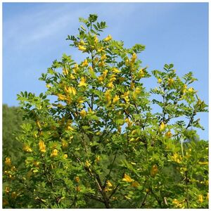 КАРАГАНА ДРЕВОВИДНАЯ, ЖЕЛТАЯ АКАЦИЯ