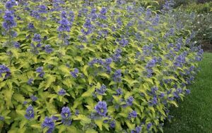 КАРИОПТЕРИС, ОРЕХОКРЫЛЬНИК