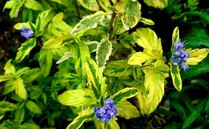 КАРИОПТЕРИС, ОРЕХОКРЫЛЬНИК