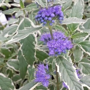 КАРИОПТЕРИС, ОРЕХОКРЫЛЬНИК