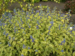 КАРИОПТЕРИС, ОРЕХОКРЫЛЬНИК