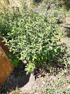 КАРИОПТЕРИС, ОРЕХОКРЫЛЬНИК