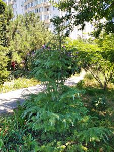 КЕДР ГИМАЛАЙСКИЙ