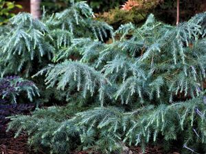 КЕДР ГИМАЛАЙСКИЙ