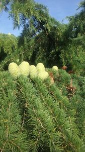 КЕДР ЛИВАНСКИЙ