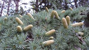 КЕДР ЛИВАНСКИЙ