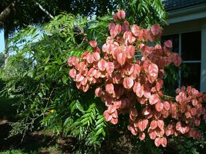 КЕЛЬРЕЙТЕРИЯ МЕТЕЛЬЧАТАЯ, МЫЛЬНОЕ ДЕРЕВО