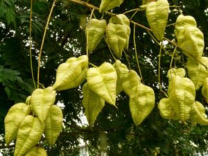 КЕЛЬРЕЙТЕРИЯ МЕТЕЛЬЧАТАЯ, МЫЛЬНОЕ ДЕРЕВО