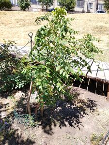 КЕЛЬРЕЙТЕРИЯ МЕТЕЛЬЧАТАЯ, МЫЛЬНОЕ ДЕРЕВО