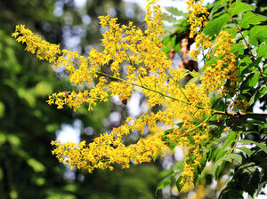 КЕЛЬРЕЙТЕРИЯ МЕТЕЛЬЧАТАЯ, МЫЛЬНОЕ ДЕРЕВО