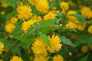 КЕРРИЯ ЯПОНСКАЯ, ПАСХАЛЬНАЯ РОЗА