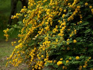 КЕРРИЯ ЯПОНСКАЯ, ПАСХАЛЬНАЯ РОЗА