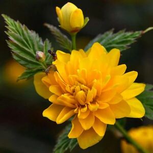 КЕРРИЯ ЯПОНСКАЯ, ПАСХАЛЬНАЯ РОЗА