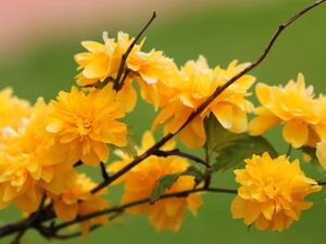 КЕРРИЯ ЯПОНСКАЯ, ПАСХАЛЬНАЯ РОЗА