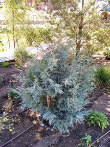 КИПАРИС АРИЗОНСКИЙ