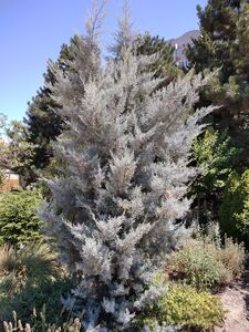 КИПАРИС АРИЗОНСКИЙ