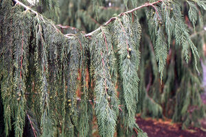 КИПАРИСОВИК НУТКАНСКИЙ