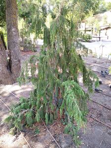 КИПАРИСОВИК НУТКАНСКИЙ