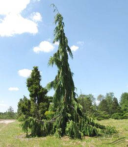 КИПАРИСОВИК НУТКАНСКИЙ