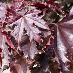 КЛЕН ОСТРОЛИСТНЫЙ «КРИМСОН СЕНТРИ»